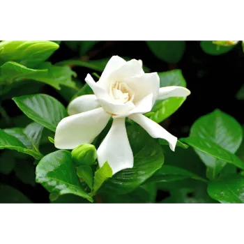 Jasmine Plants